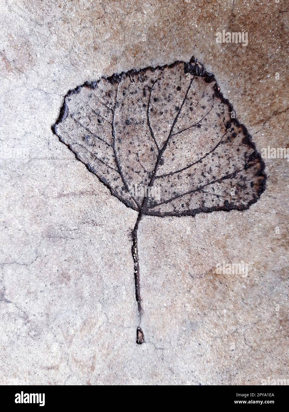 Fallen leaf print on concrete Stock Photo
