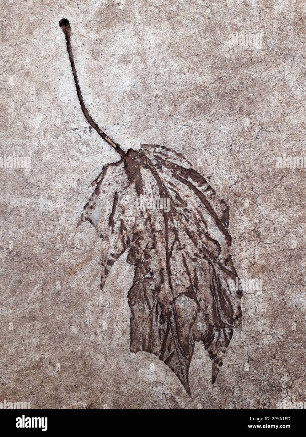 Fallen leaf print on concrete Stock Photo