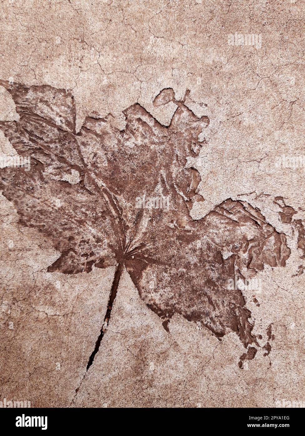 Fallen leaf print on concrete Stock Photo