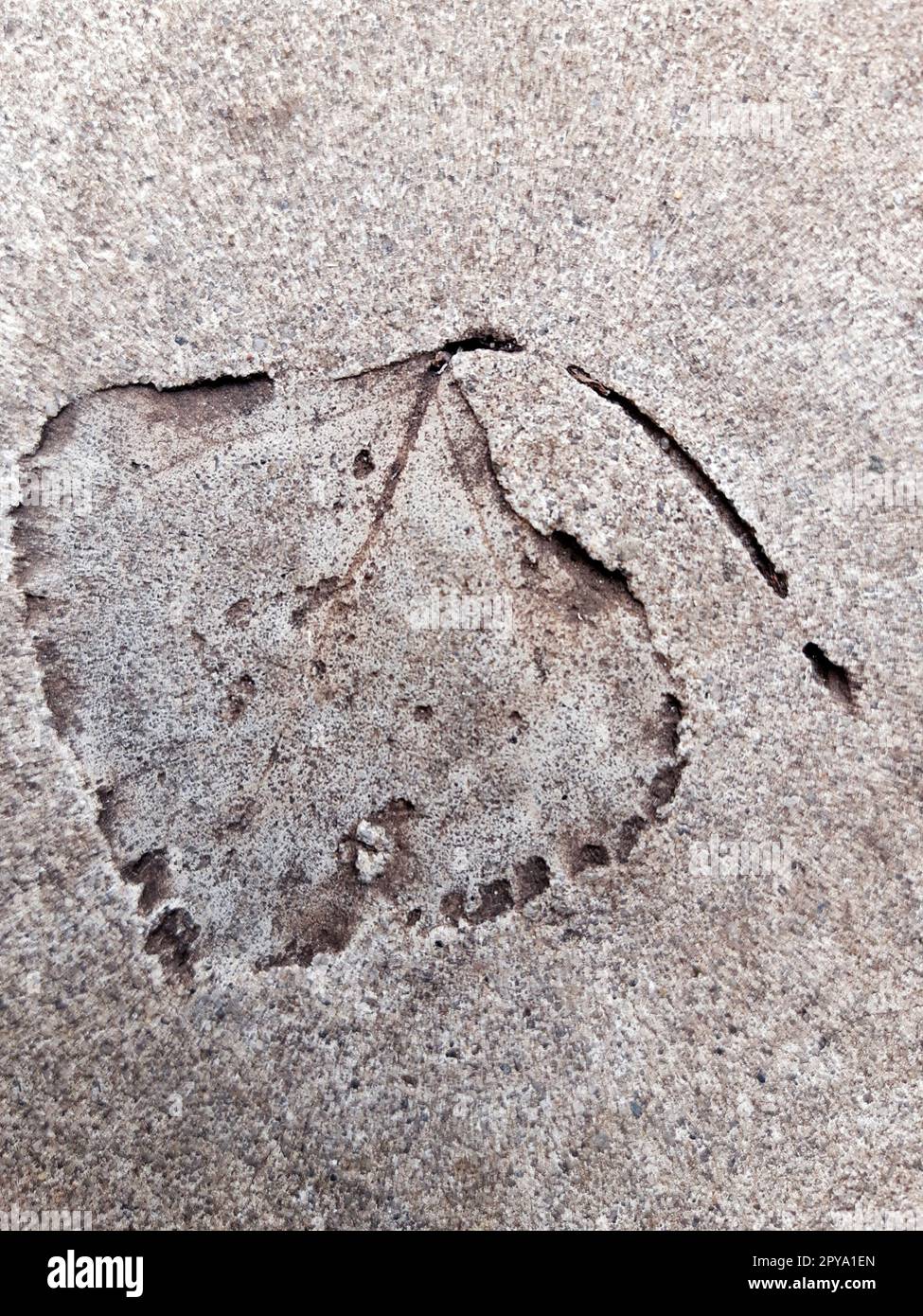 Fallen leaf print on concrete Stock Photo
