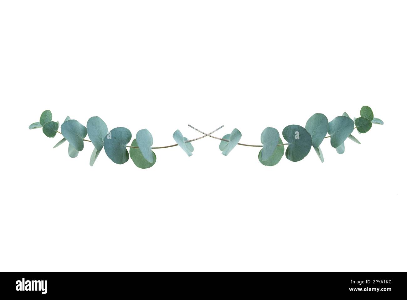 Eucalyptus branches on white hi-res stock photography and images - Alamy