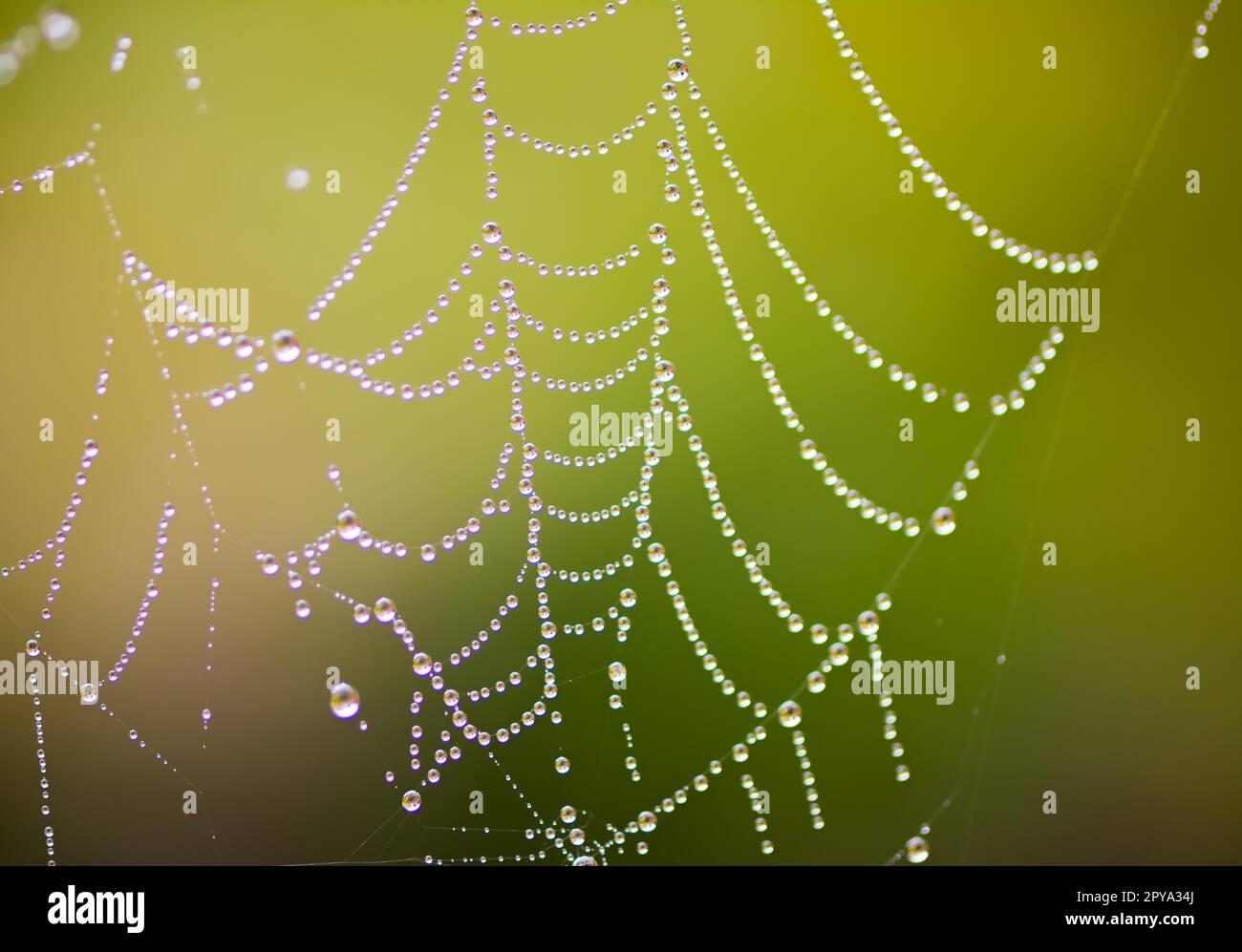 Cobweb full of dewdrops with selective focus Stock Photo
