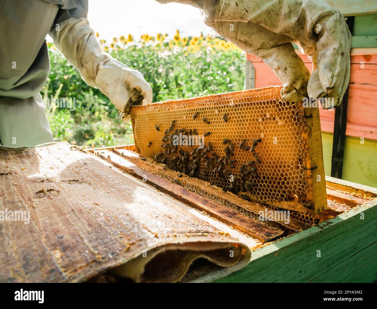 Beekeeper working collect honey hi-res stock photography and images - Alamy