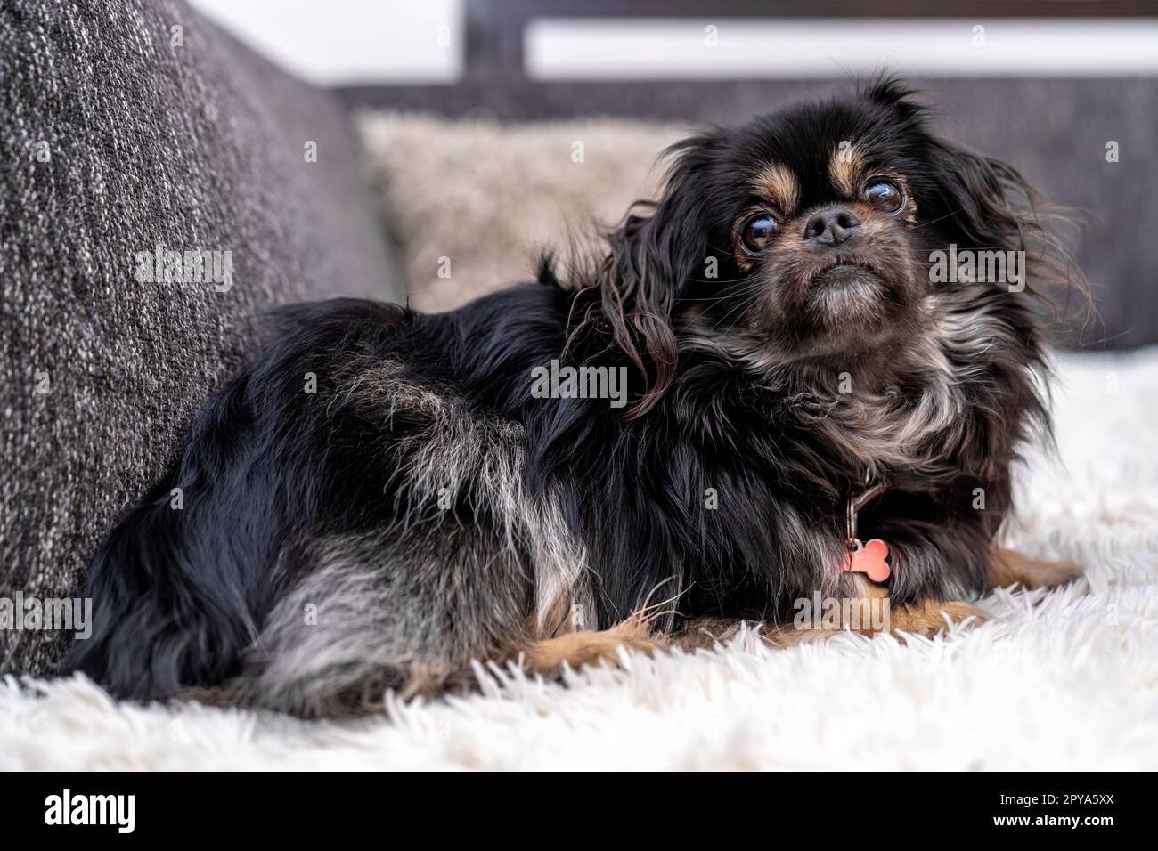 little cute dog on the couch Stock Photo