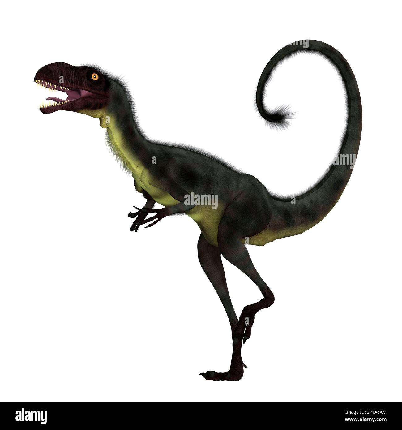 Dilong was a carnivorous small feathered theropod dinosaur that lived