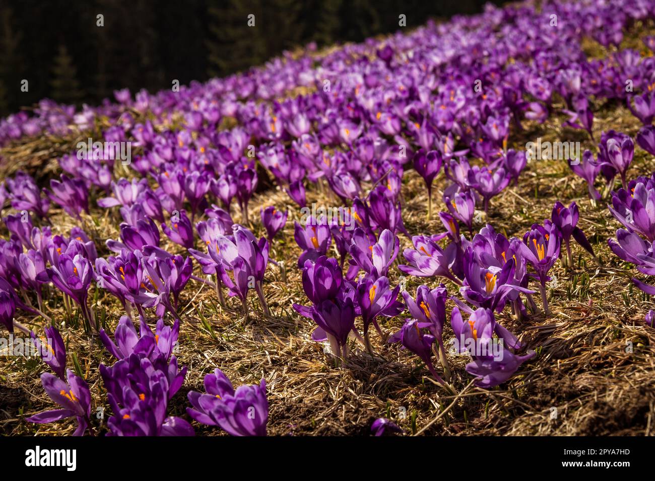 Close up purple crocus flowers in spring concept photo Stock Photo - Alamy