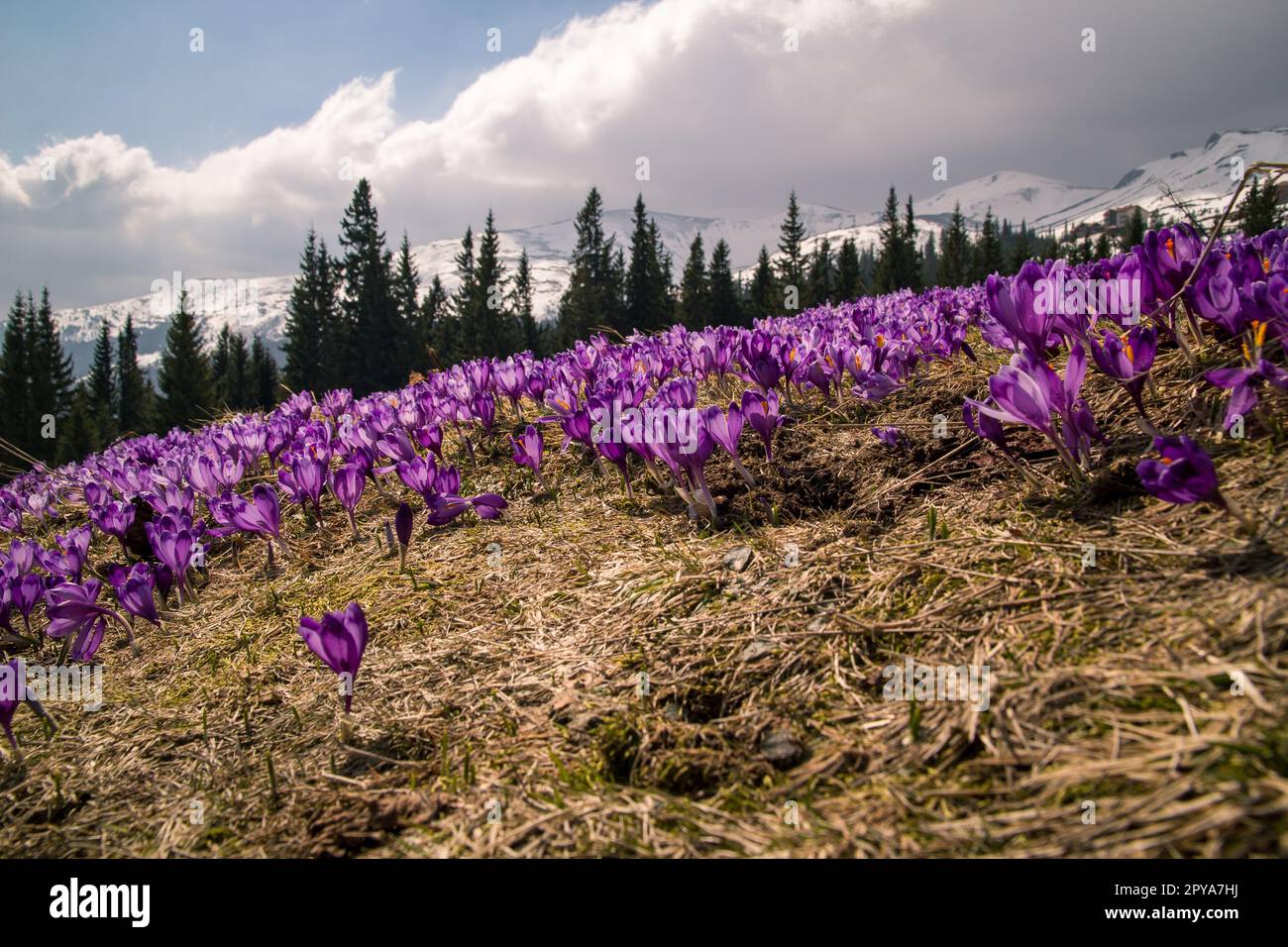 Flowering saffron crocus field in Carpathian mountains landscape photo