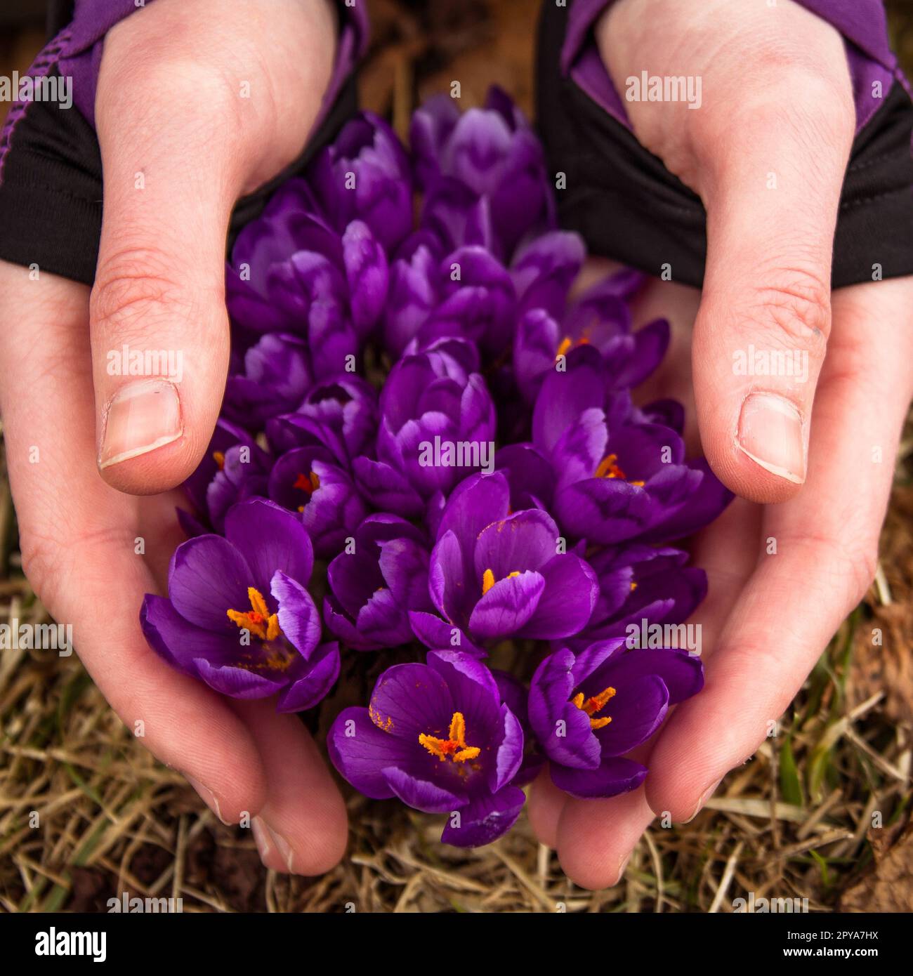 Close up female hands softly holding blooming crocus flowers concept photo Stock Photo