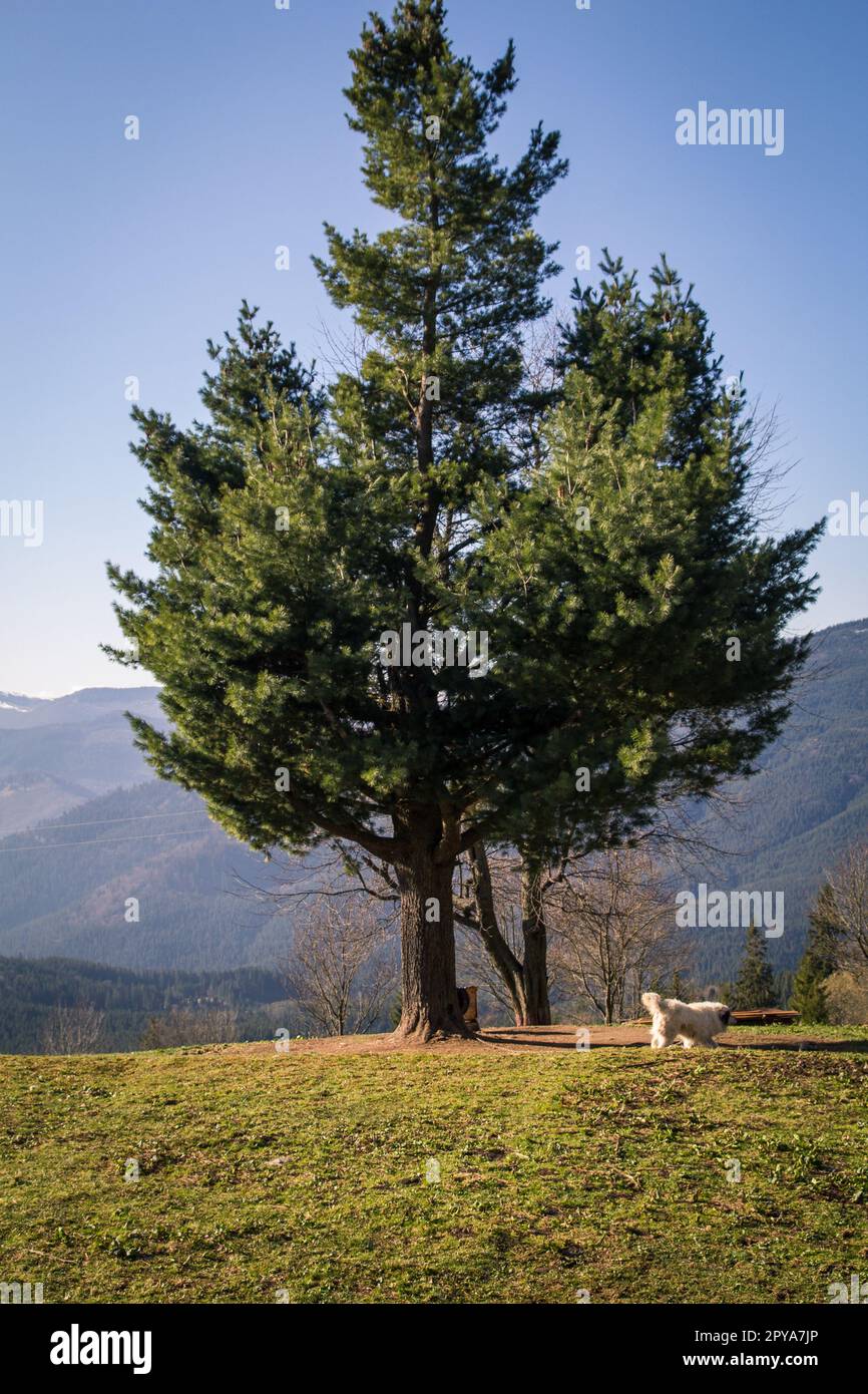 Lonely evergreen pine tree and walking fluffy dog landscape photo Stock Photo