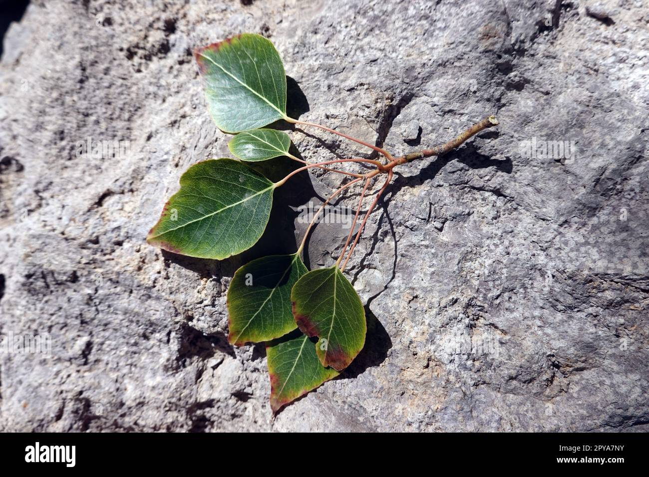 PappelblÃ¤ttriger Brachychiton oder Kurrajong-Flaschenbaum - Brachychiton populneus, Blattoberseite Stock Photo