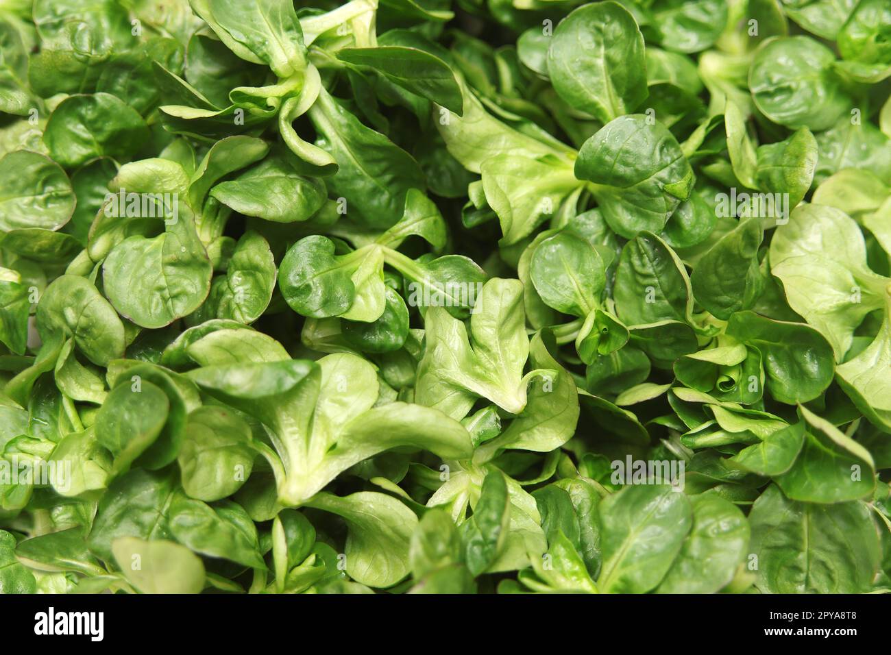 Lambs ear lettuce hires stock photography and images Alamy