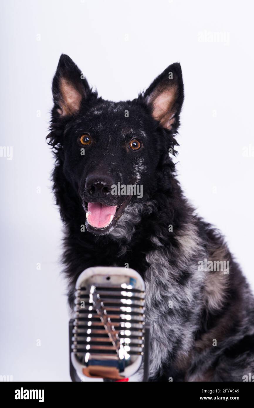 Beatiful mudi dog singing into a microphone in studio ehite background Stock Photo