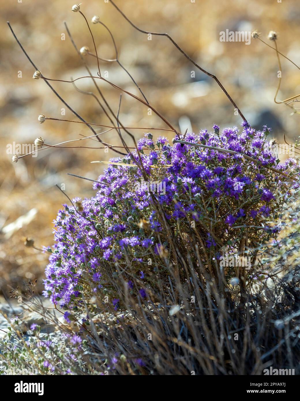 Blooming thyme in the mountains Crete, Greece. Thymus capitatus, woody