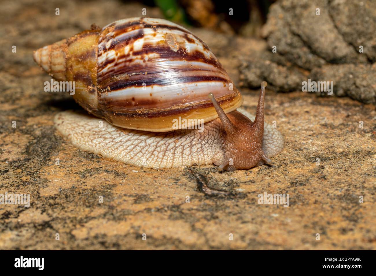 Giant African Land Snail (Achatina fulica), Tsingy de Bemaraha, Madagascar wildlife Stock Photo