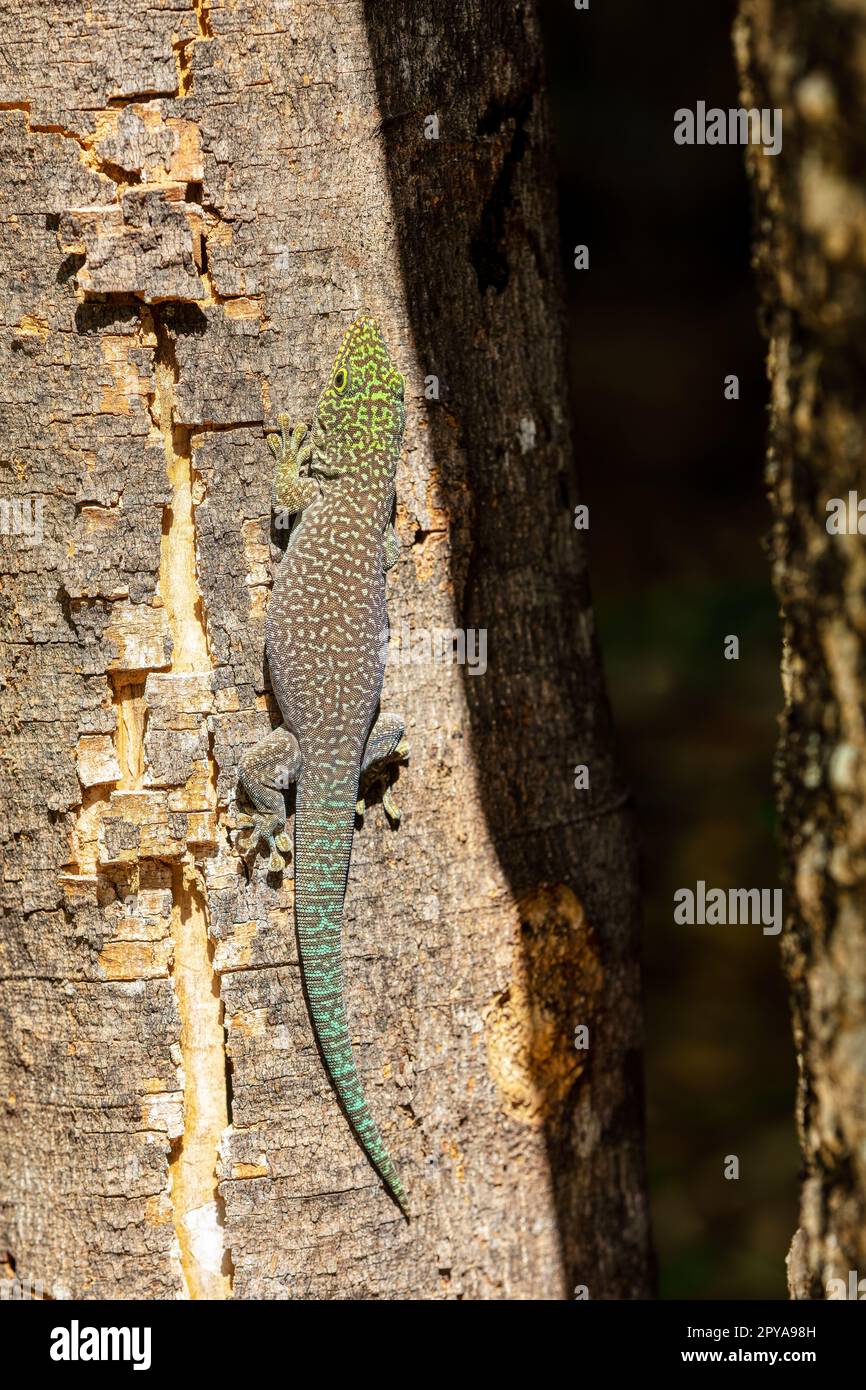 Standing's day gecko (Phelsuma standingi) is an arboreal and diurnal