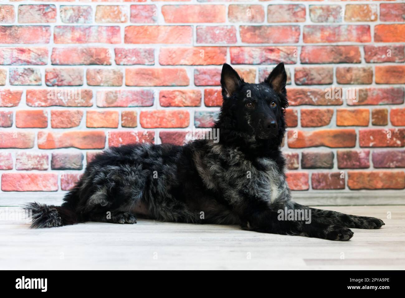 Black White Dog on back brick wall, mudi, studio shot Stock Photo