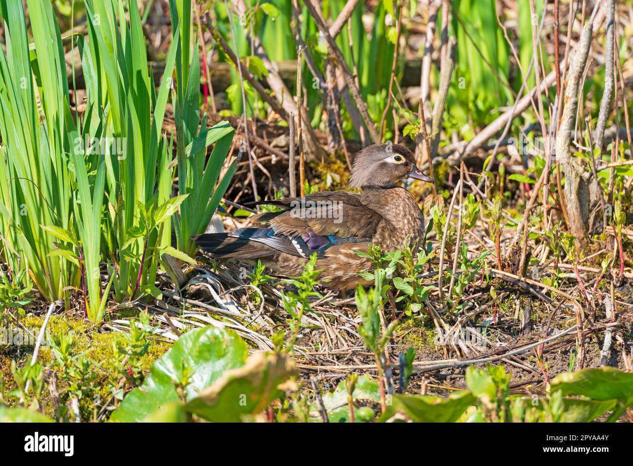 Female Wood Duck Sitting on Her Nest Stock Photo