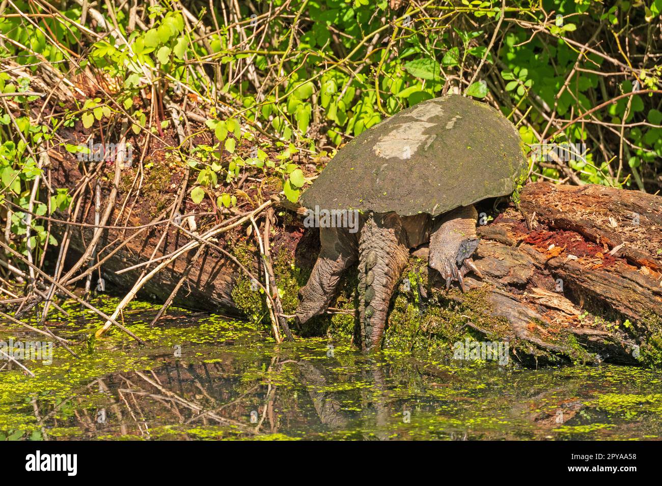 Back View of a Snapping Turtle Stock Photo