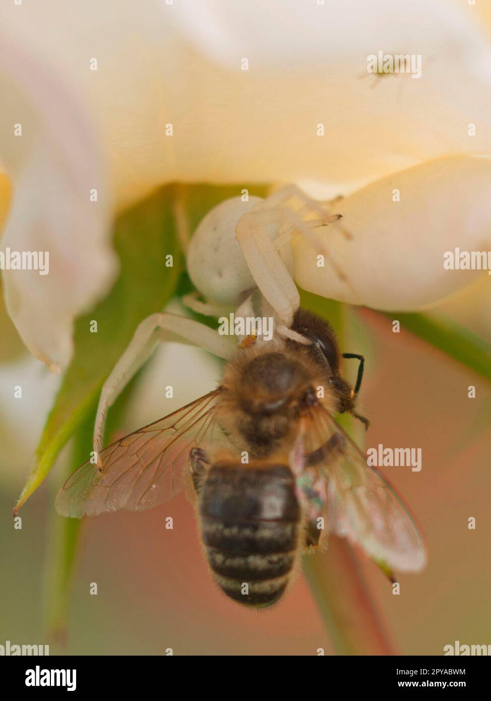 Crab Spider with Bee Stock Photo Alamy