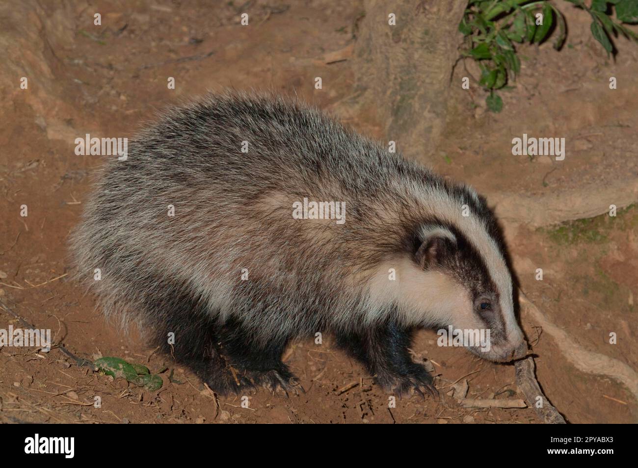 Badger, young Stock Photo