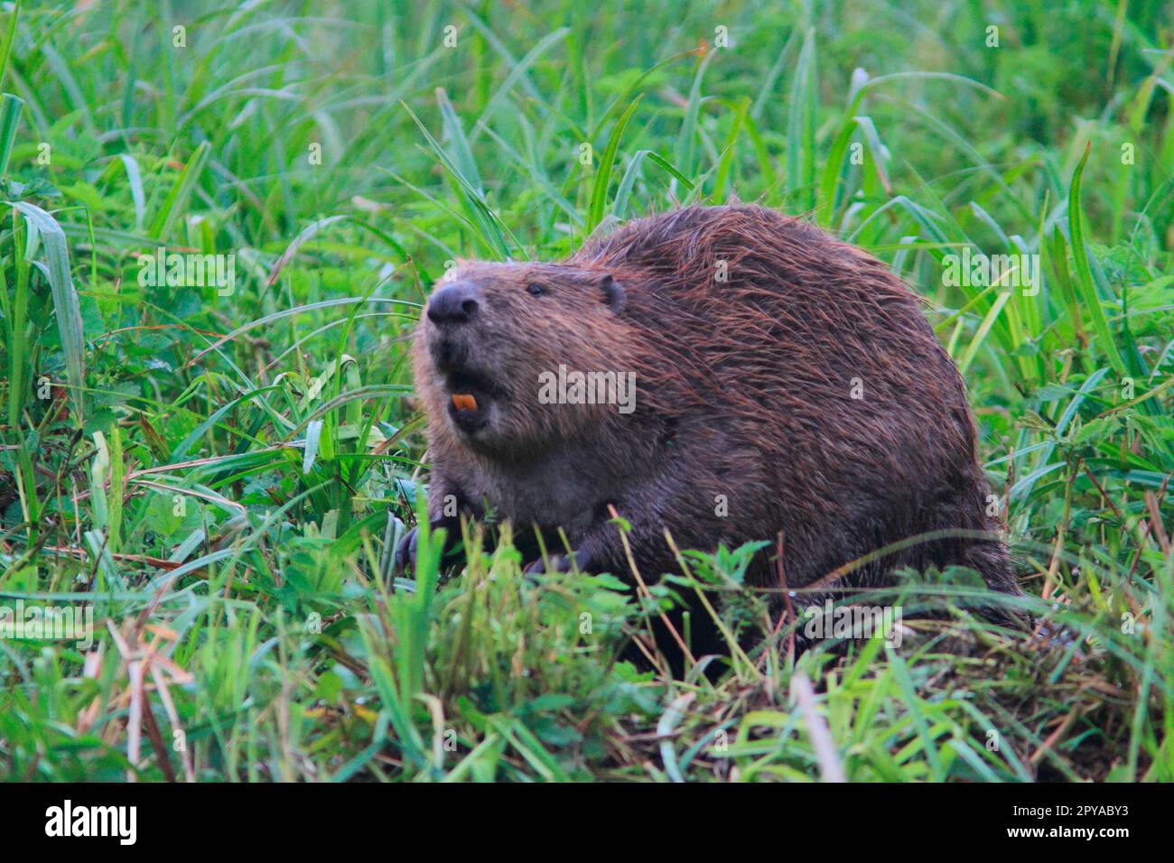 Mature beaver hires stock photography and images Alamy