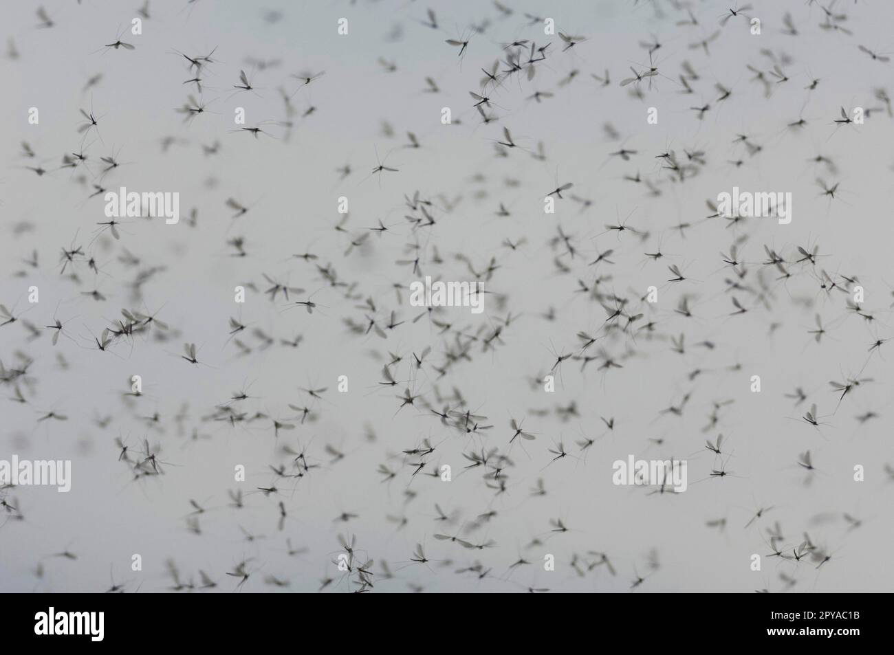Twitching mosquitoes, swarm of mosquitoes Stock Photo