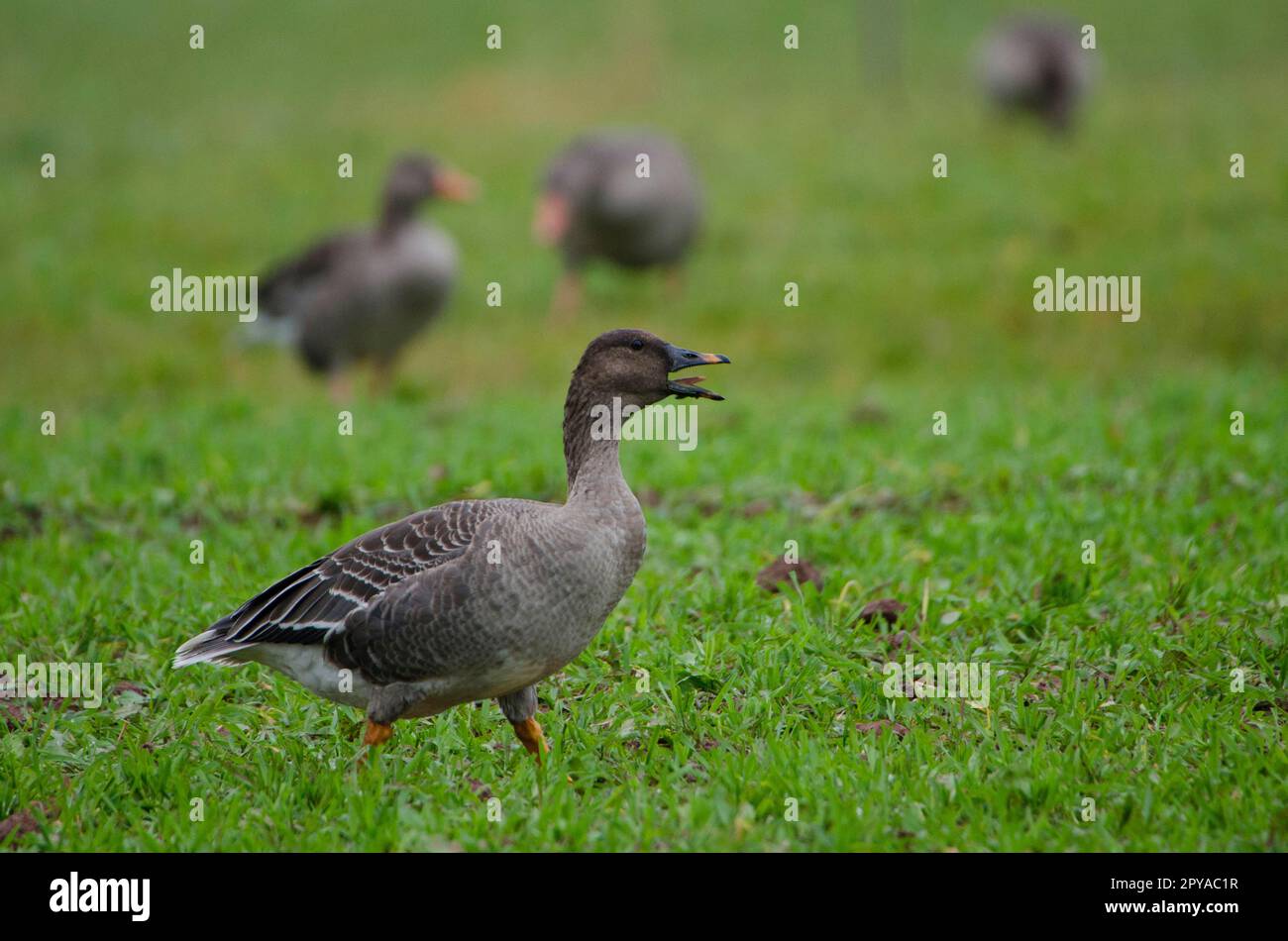 Bean goose (Anser fabalis) rossicus Stock Photo Alamy