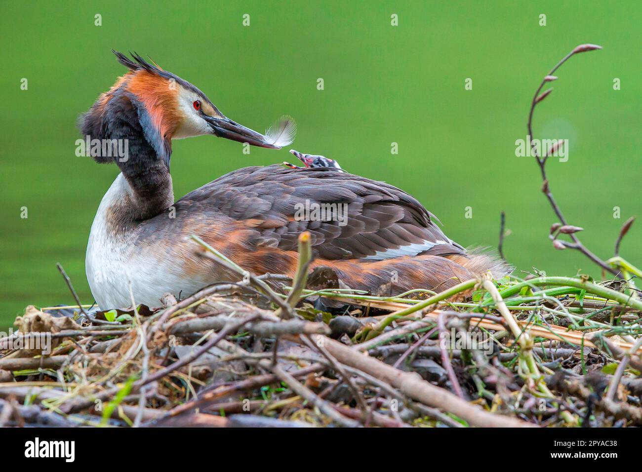 Great Crested Grebe with chick Stock Photo - Alamy