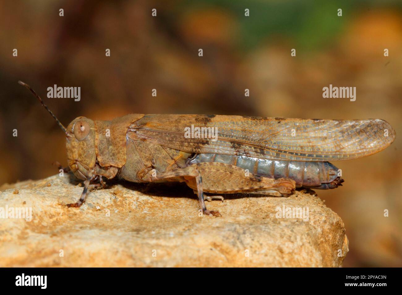 Blue-winged sand cricket Stock Photo - Alamy