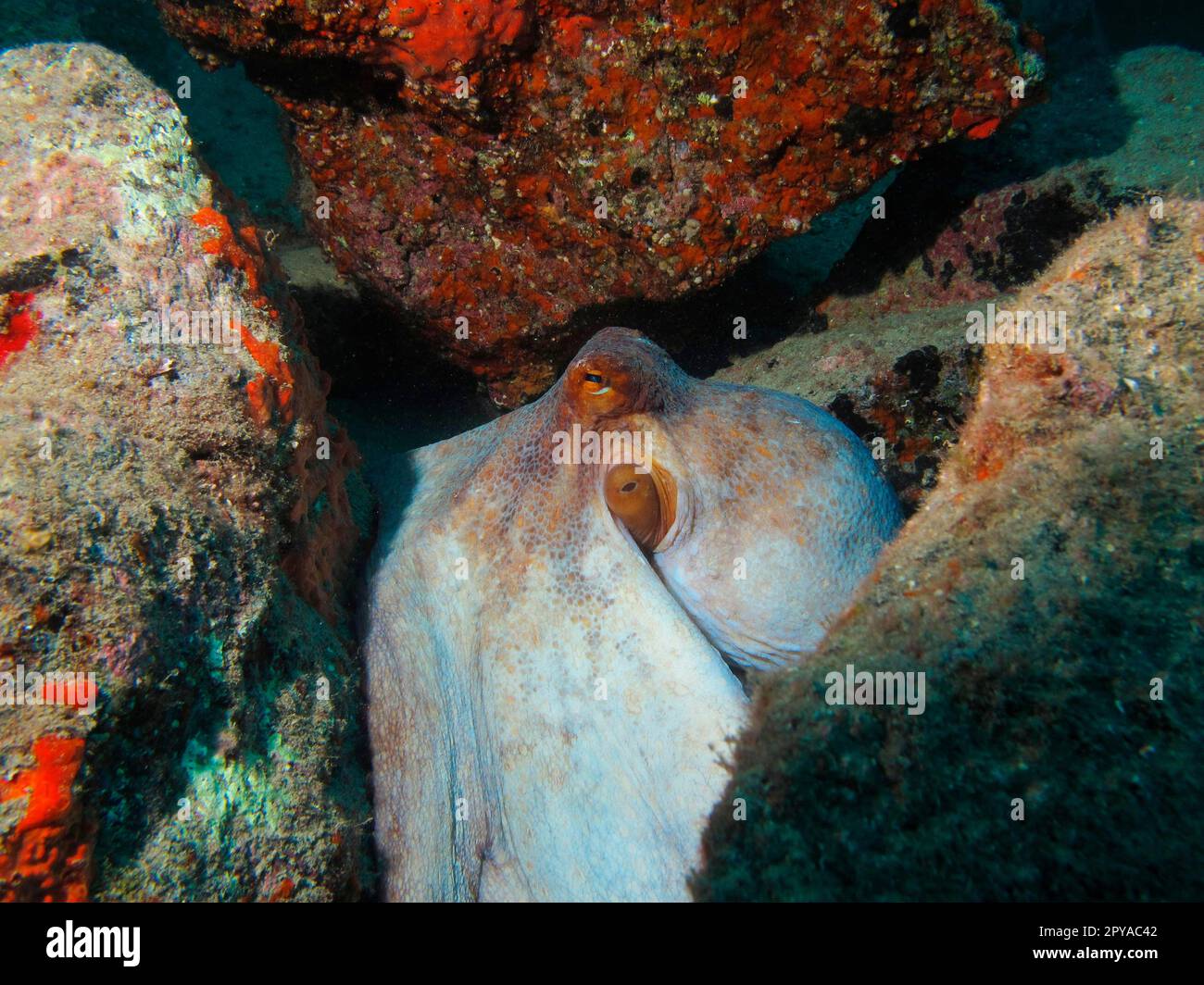 Oktopus figure hi-res stock photography and images - Alamy