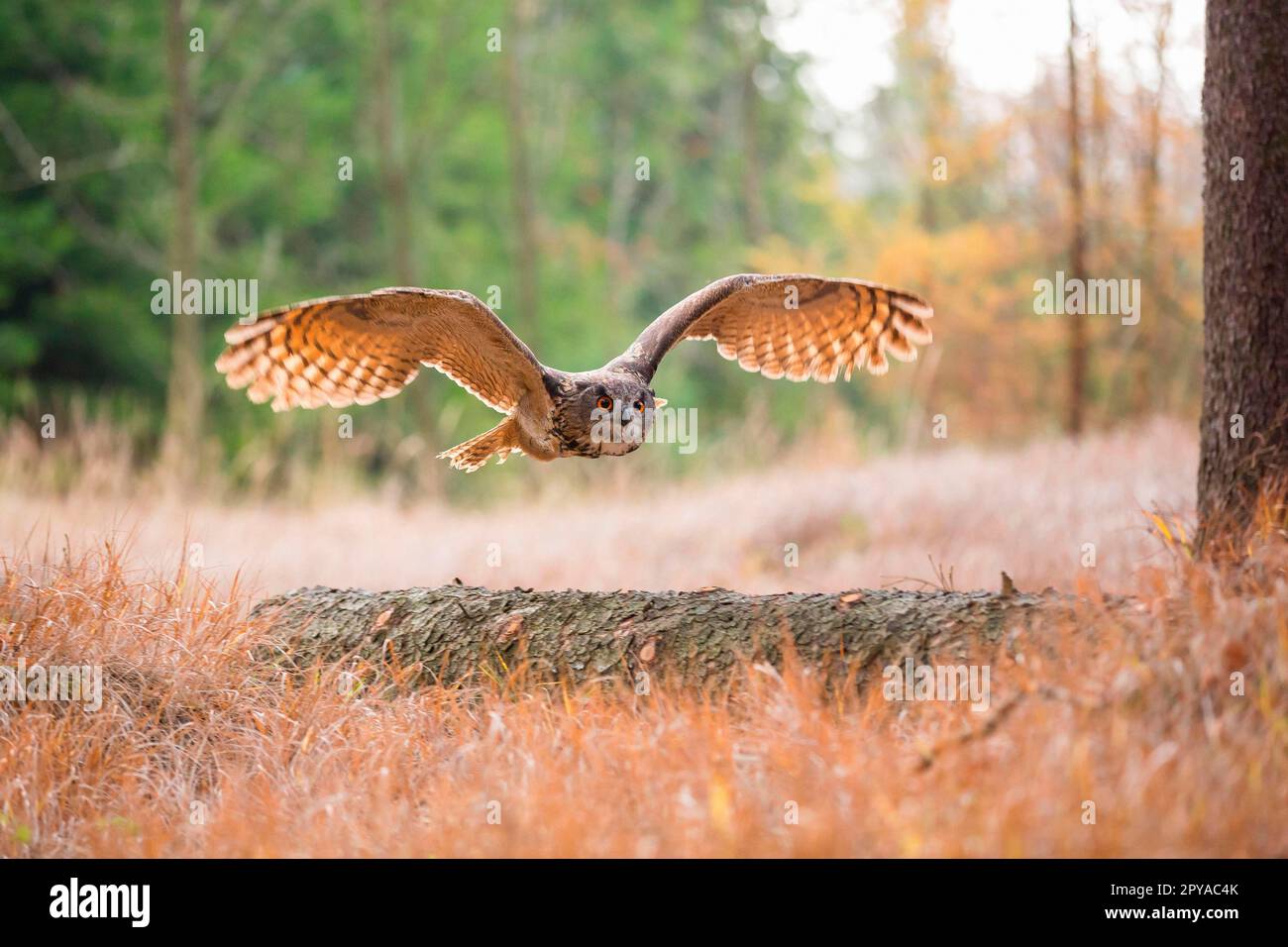 Eagle owl Stock Photo