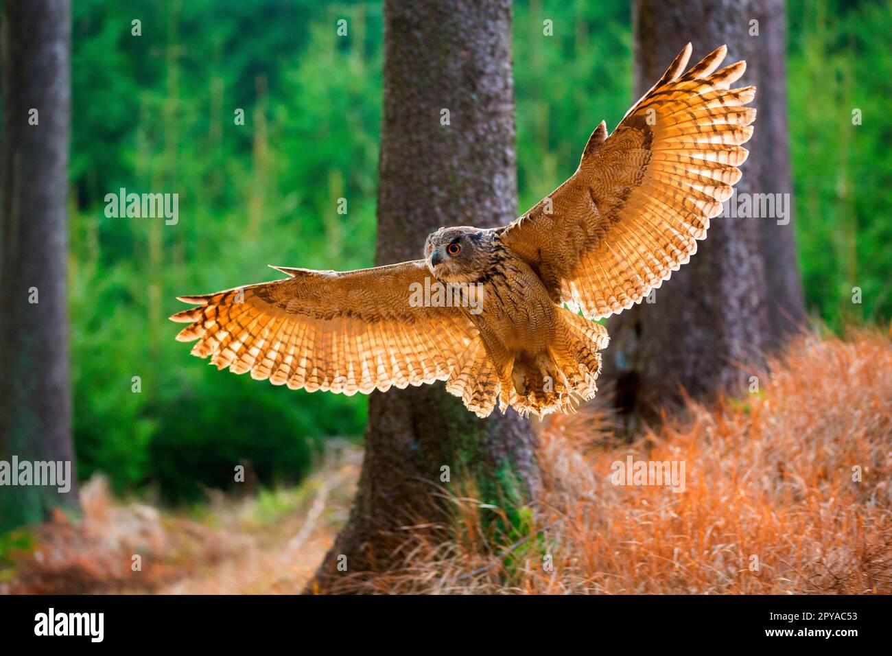 Eagle owl Stock Photo