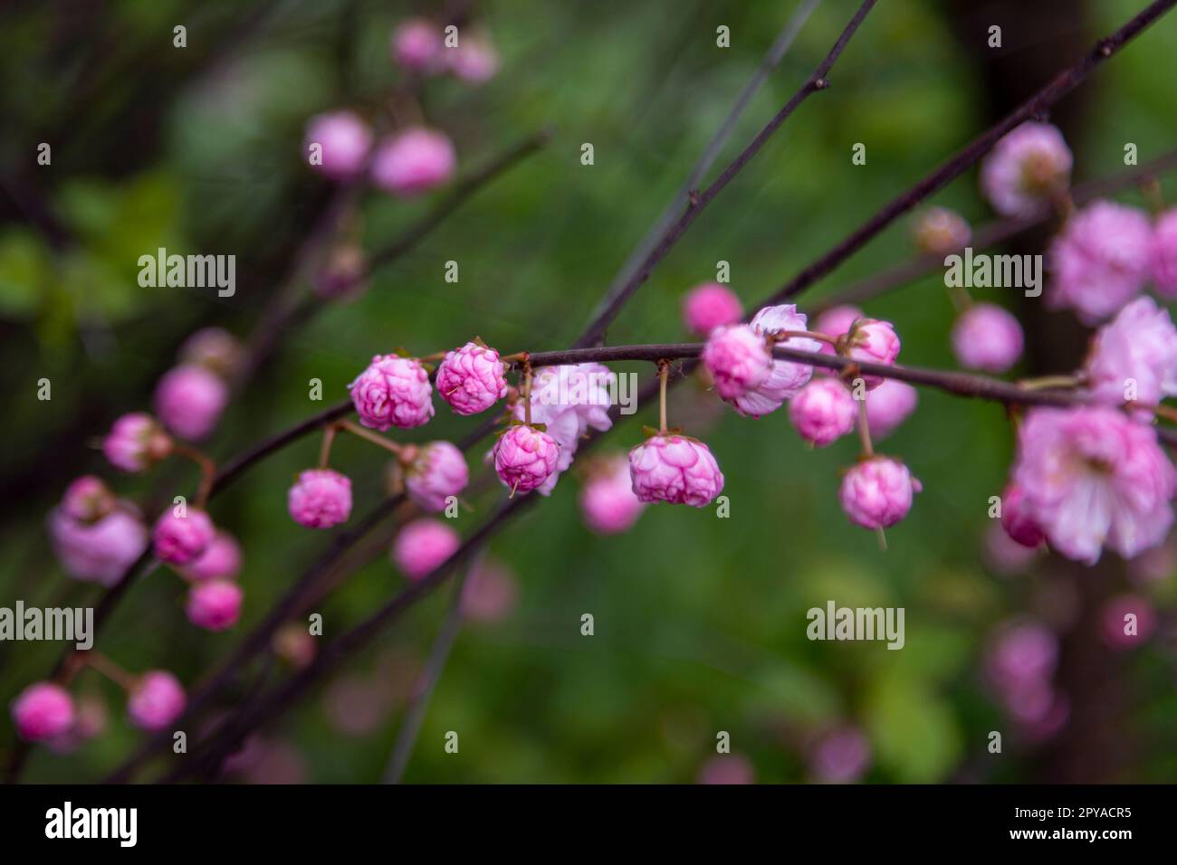Beautiful blooming Prunus triloba also called flowering almond bush branches with pink flowers. Spring nature. Stock Photo