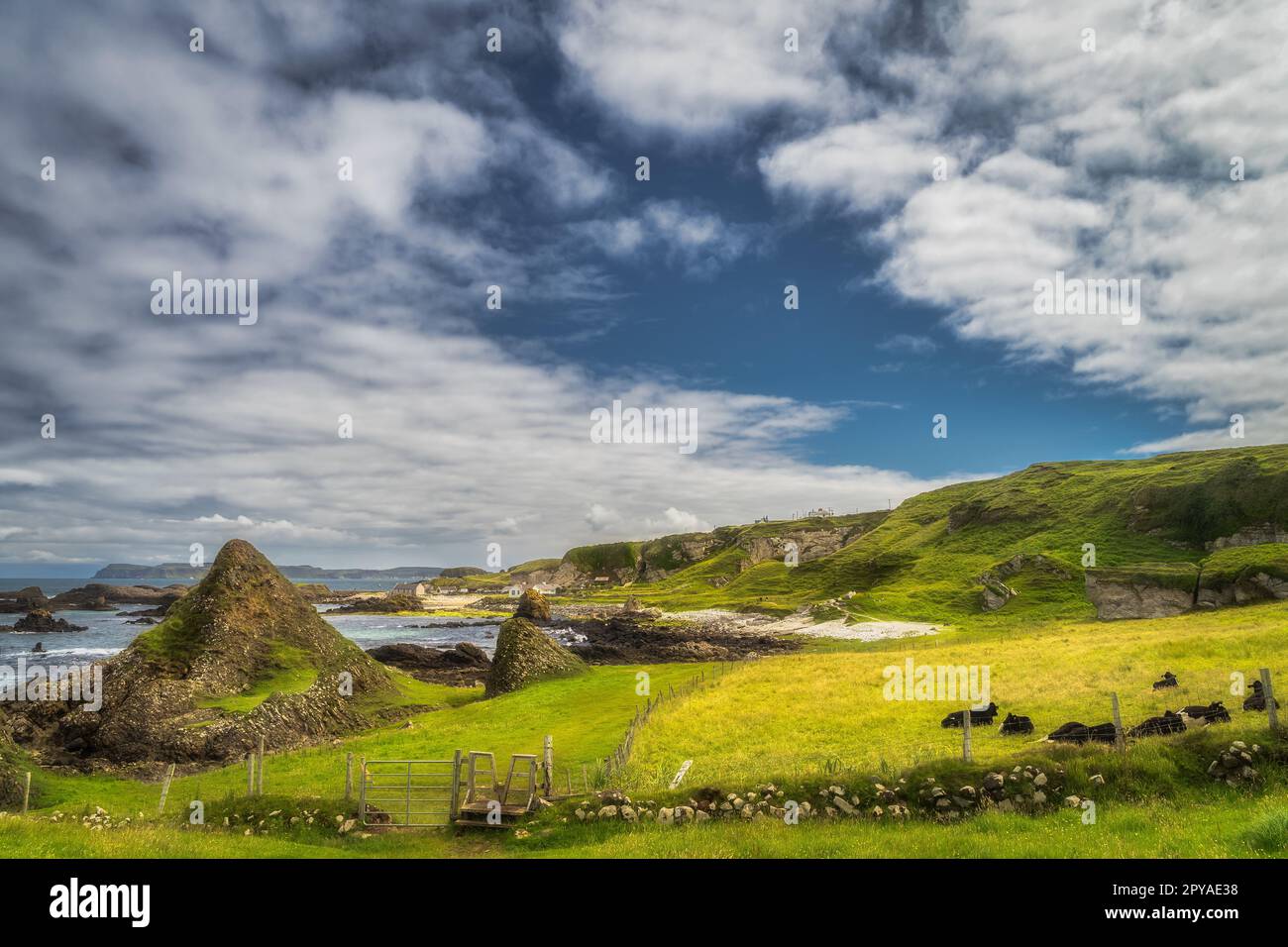Heard of cows resting on green field of beautiful Causeway Coast, Northern Ireland Stock Photo