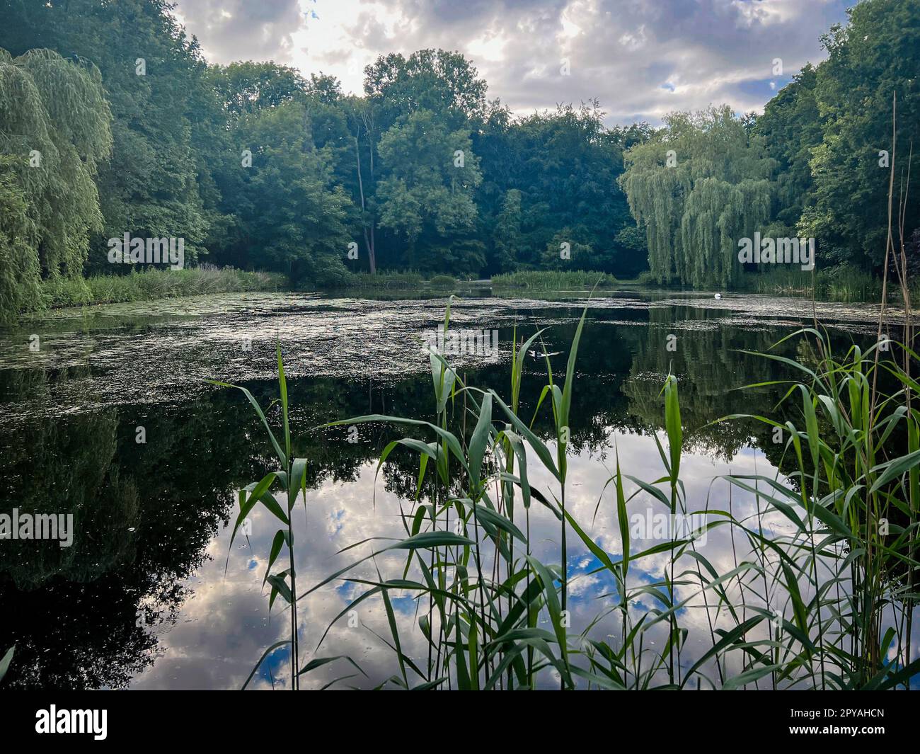 Picturesque view of green park with lake on cloudy day Stock Photo - Alamy
