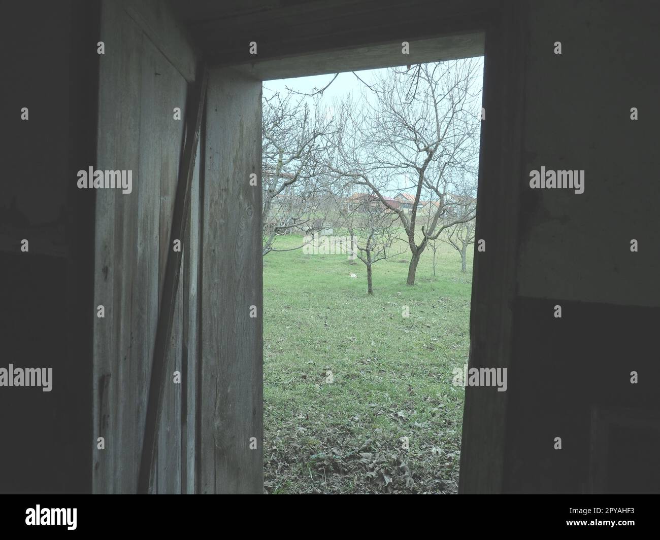 old wooden open door. Crib doors, stall for livestock or garage. Wooden beams and doorway. Spring greens from the door. Doorway to the unknown Stock Photo