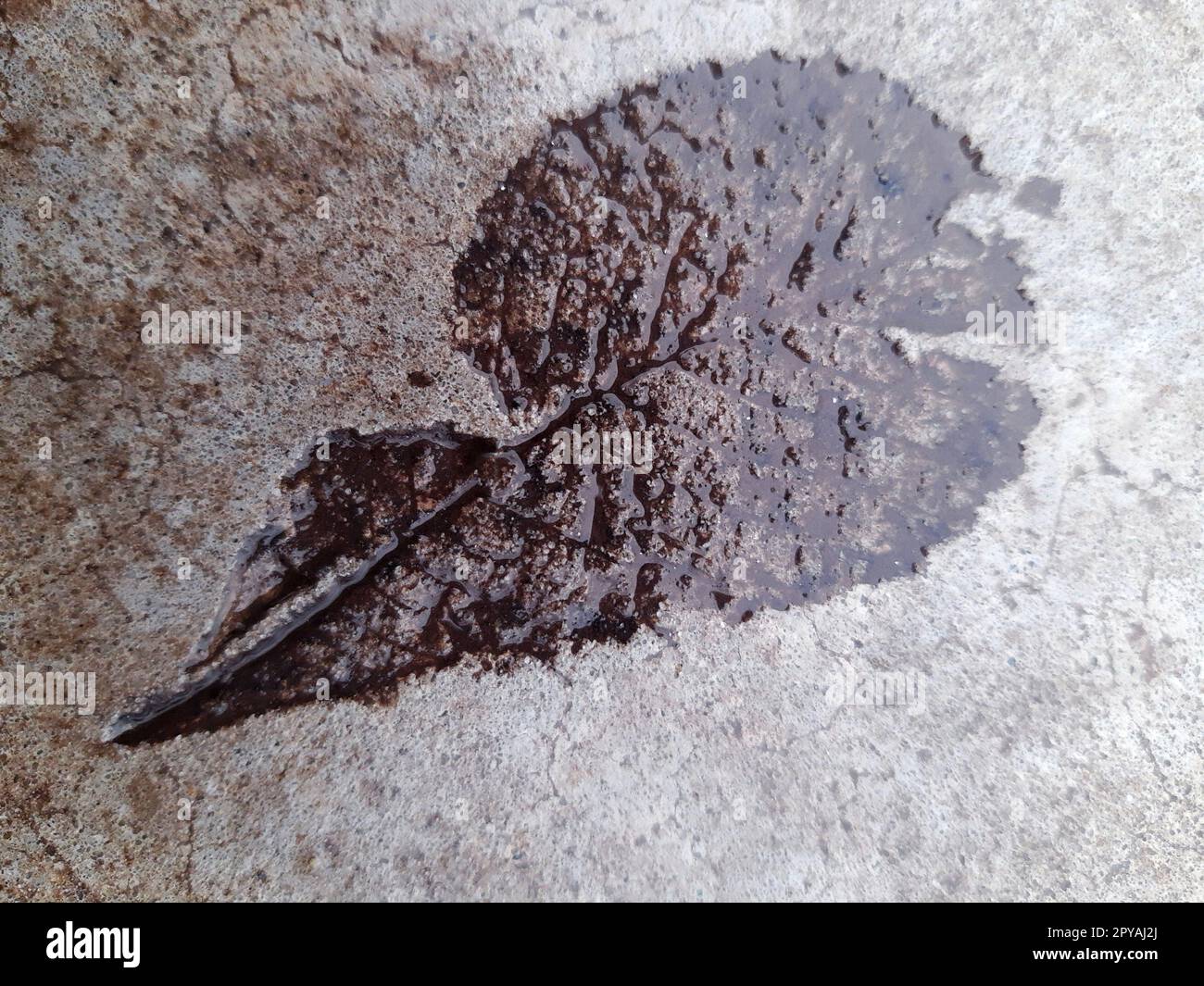 The imprint of a fallen leaf on wet concrete Stock Photo