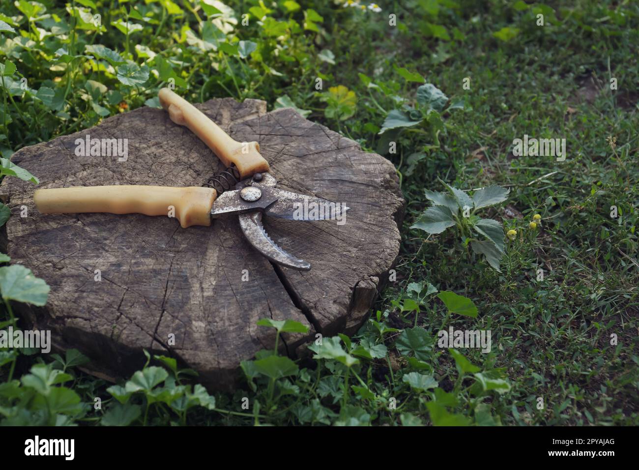 Garden shears hi-res stock photography and images - Alamy