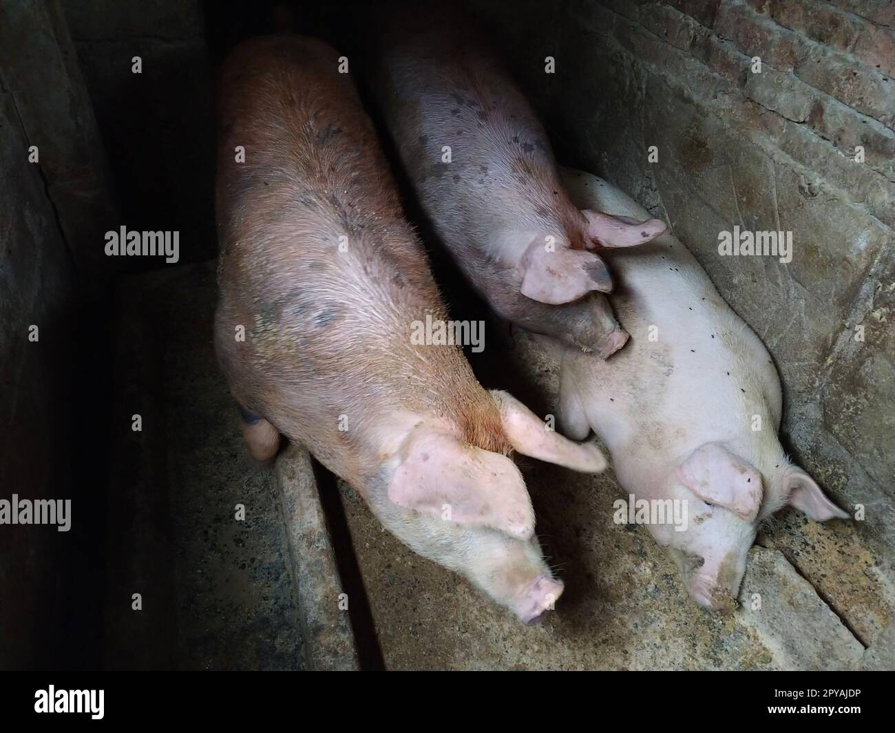 Three pigs in a pigsty. Agriculture. Pork production. Piglets of meat