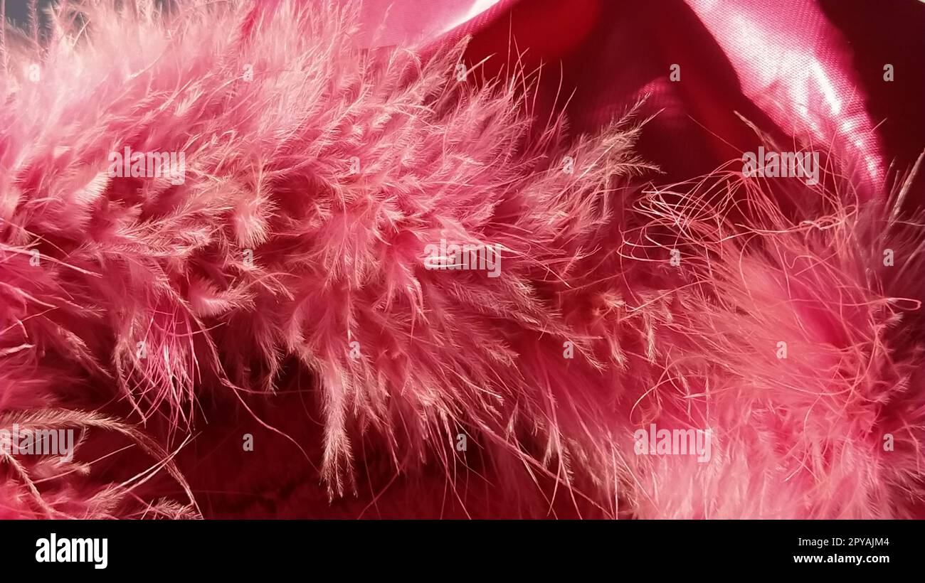 Pink faux fur or pink colored natural bird feathers close-up. Light feathers boa. Delicate texture. Greeting card Happy Valentines Day. Collar from a women's or girl's jacket. Bright pink or color Stock Photo