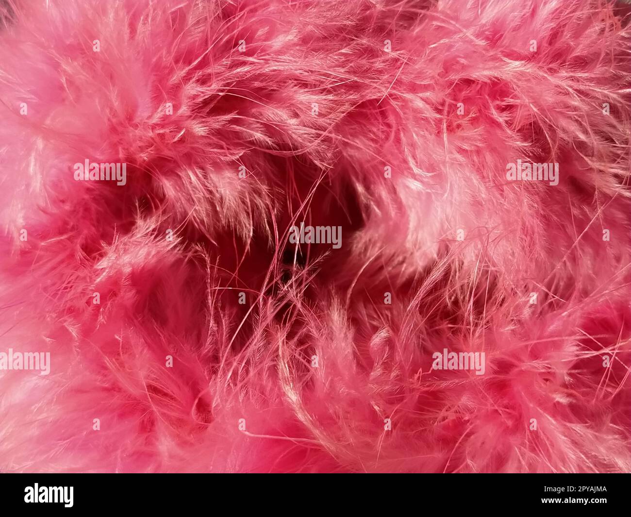 Pink faux fur or pink colored natural bird feathers close-up. Light feathers boa. Delicate texture. Greeting card Happy Valentines Day. Collar from a women's or girl's jacket. Bright pink or color Stock Photo
