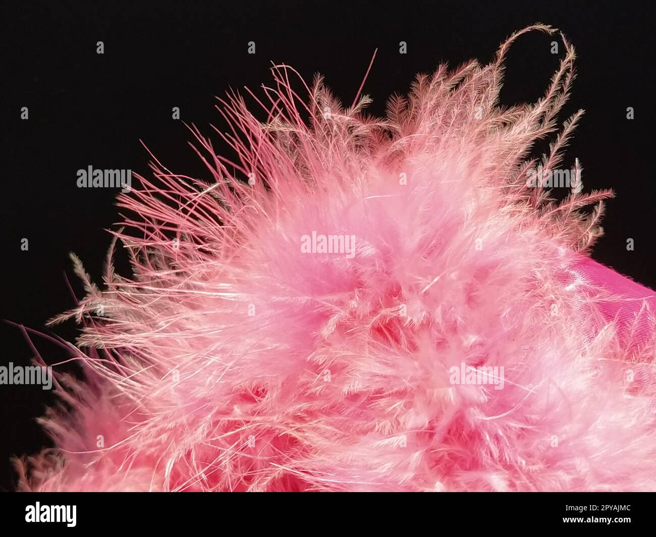 Delicate pink fluff on a black background. Real fur with a long pile. Close-up. Boa or cosmetic brush. Graceful details. Soft focus. Blurred image Stock Photo