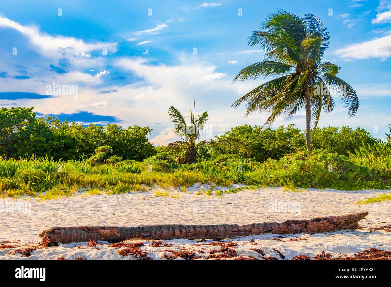 Beautiful Caribbean beach with washed up tree trunk wood Mexico. Stock Photo