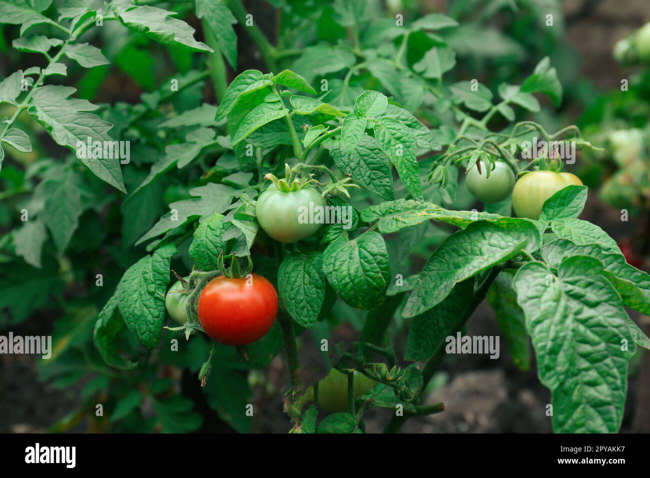 beautiful tomato garden