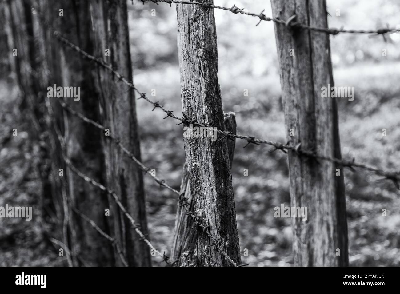 Barbed wire in the forest Stock Photo