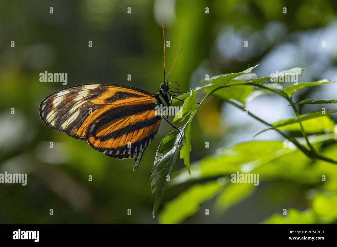 A vibrant tiger butterfly perched on a leaf Stock Photo