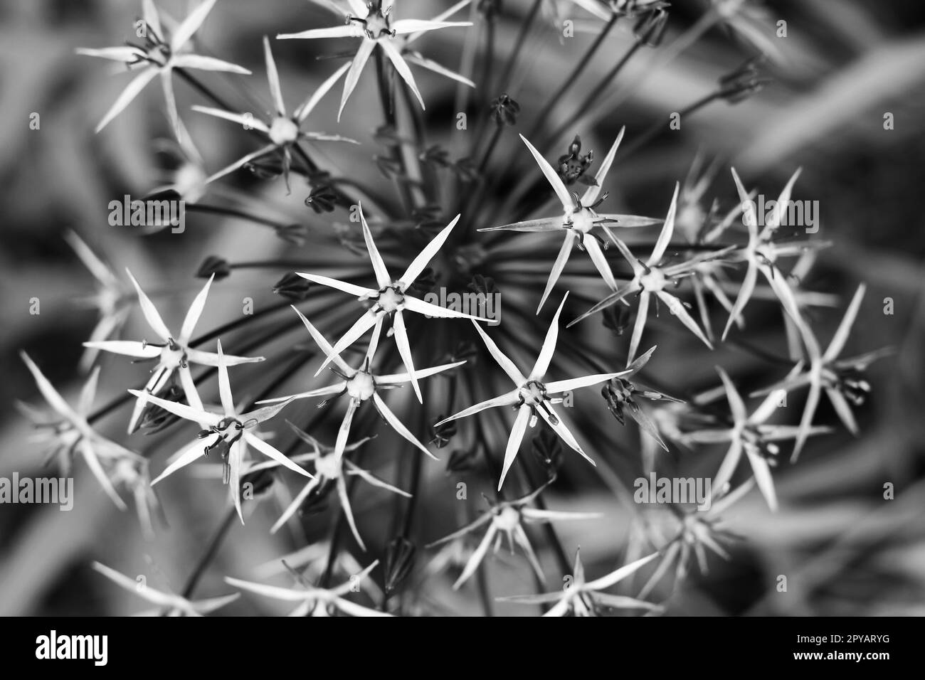 Allium in full flower Black and White Stock Photos & Images - Alamy