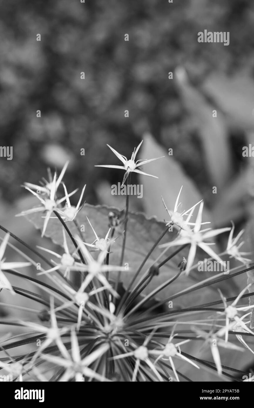 Allium bouquet Black and White Stock Photos & Images - Alamy