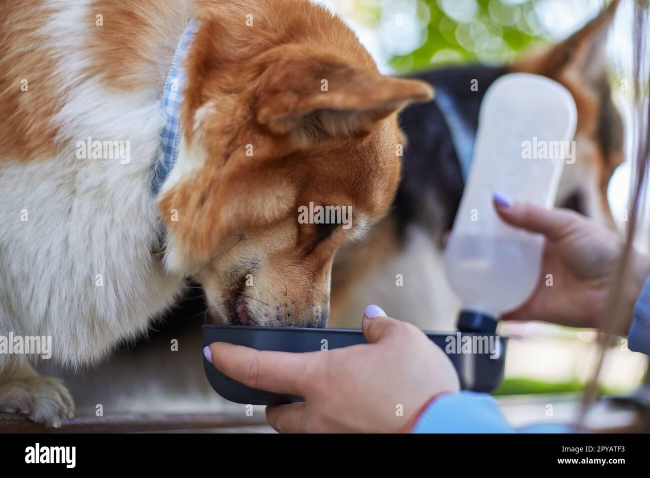 dogs drinking water from a specialized drinker. Couple of cute