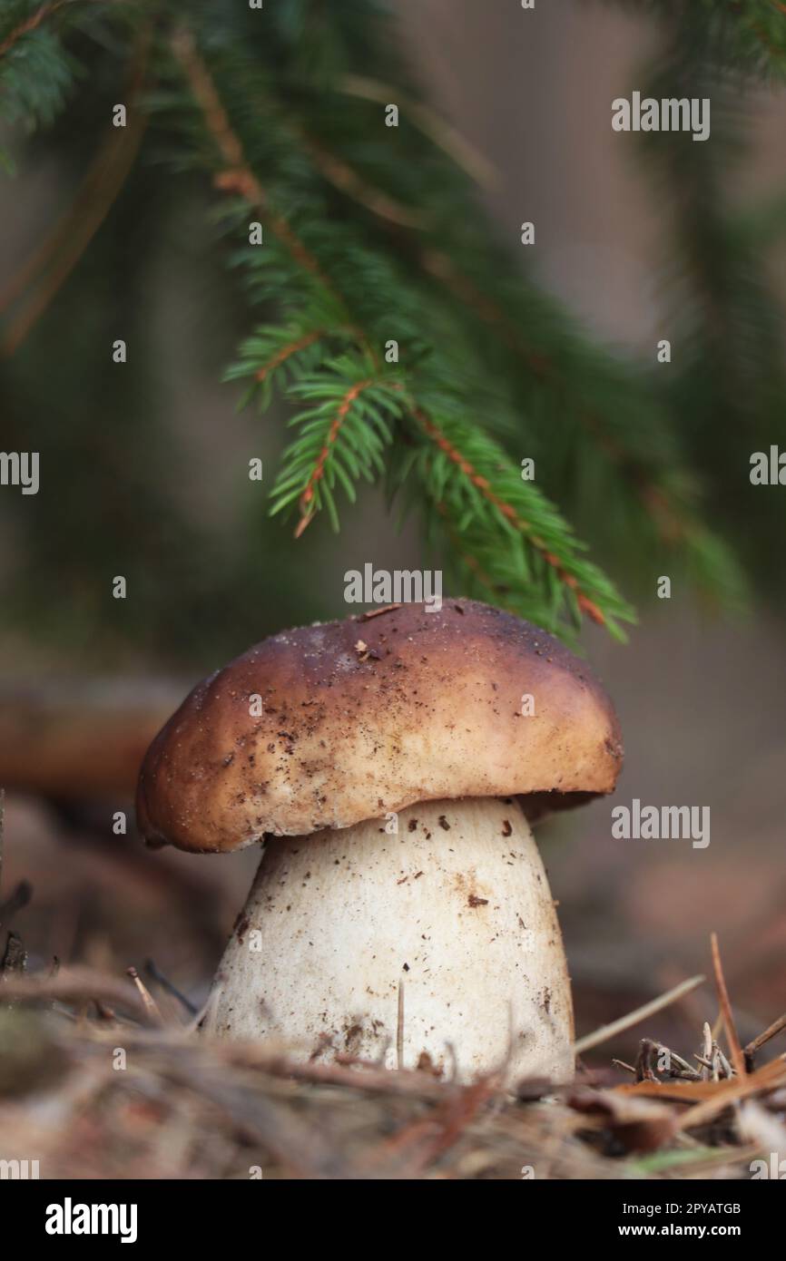 Beautiful porcini mushroom growing in forest on autumn day Stock Photo